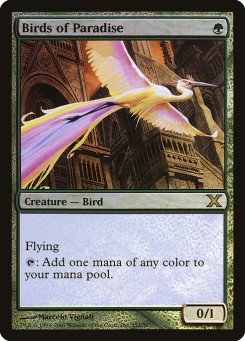 Birds of Paradise