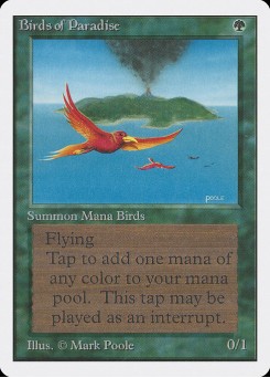 Birds of Paradise