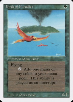 Birds of Paradise
