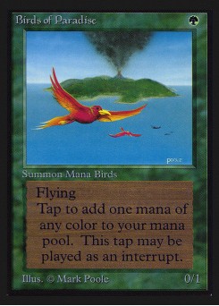 Birds of Paradise