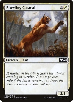 Caracal Espreitador