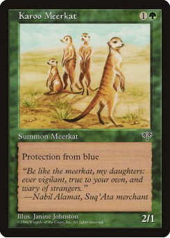 Suricate de Karoo