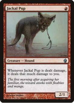 Jackal Pup