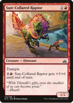 Raptor Gola-de-sol