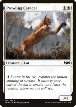 Caracal Espreitador