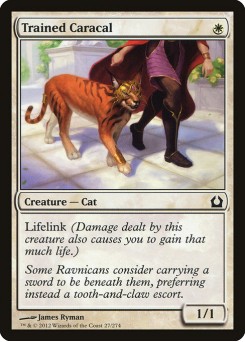 Caracal Treinado