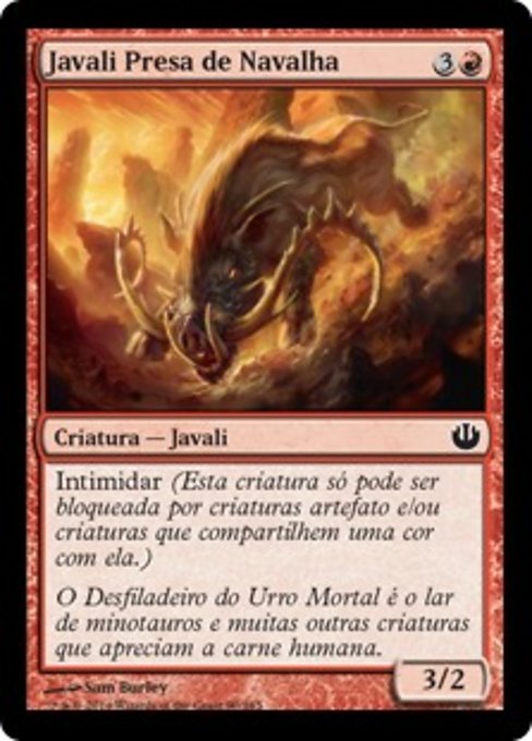 Javali Presa de Navalha