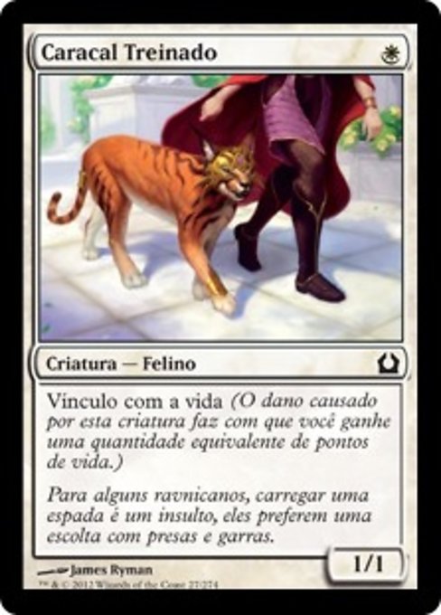 Caracal Treinado
